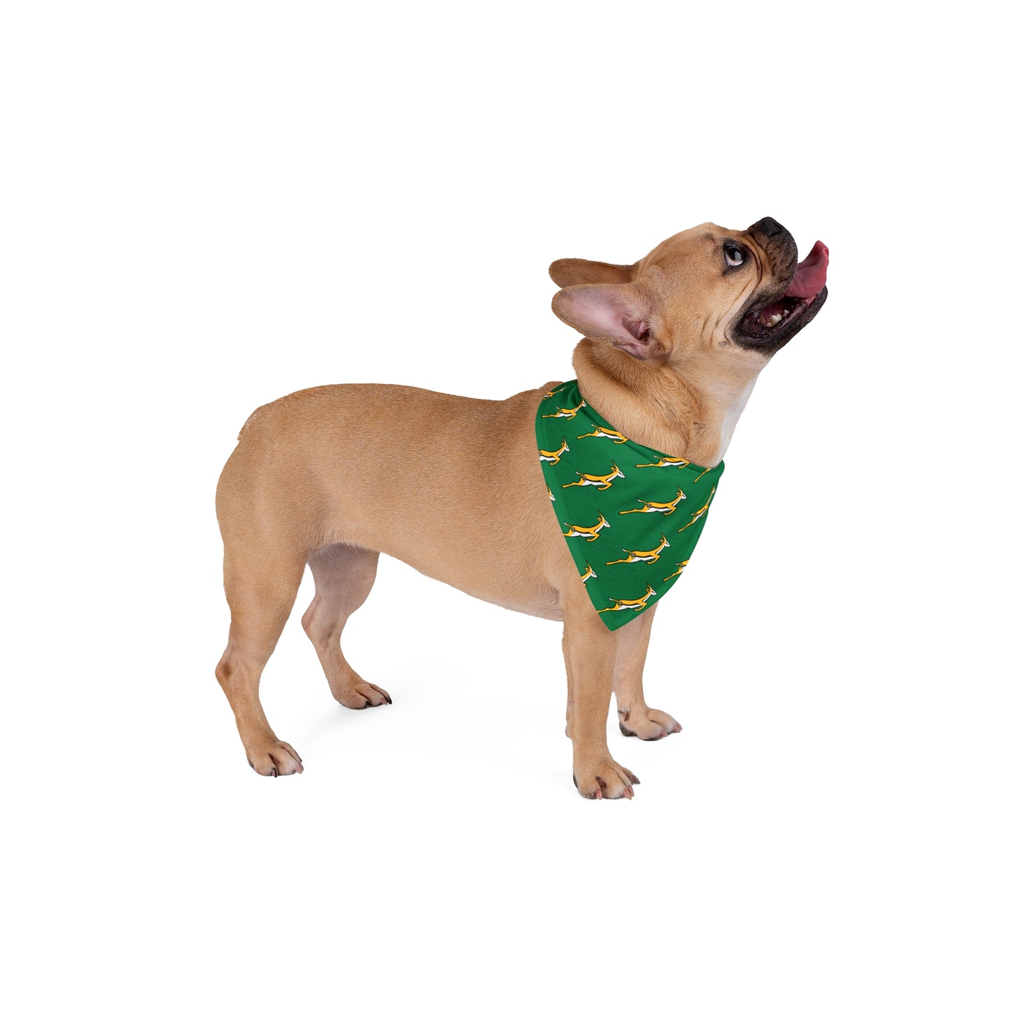 Boks in Green Pet Bandana